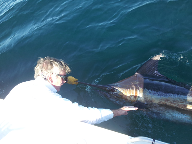 ANGLER: Glenn Bradshaw SPECIES: Blue Marlin WEIGHT: Est. 130 Kg LURE: JB Lures, Evil Dingo